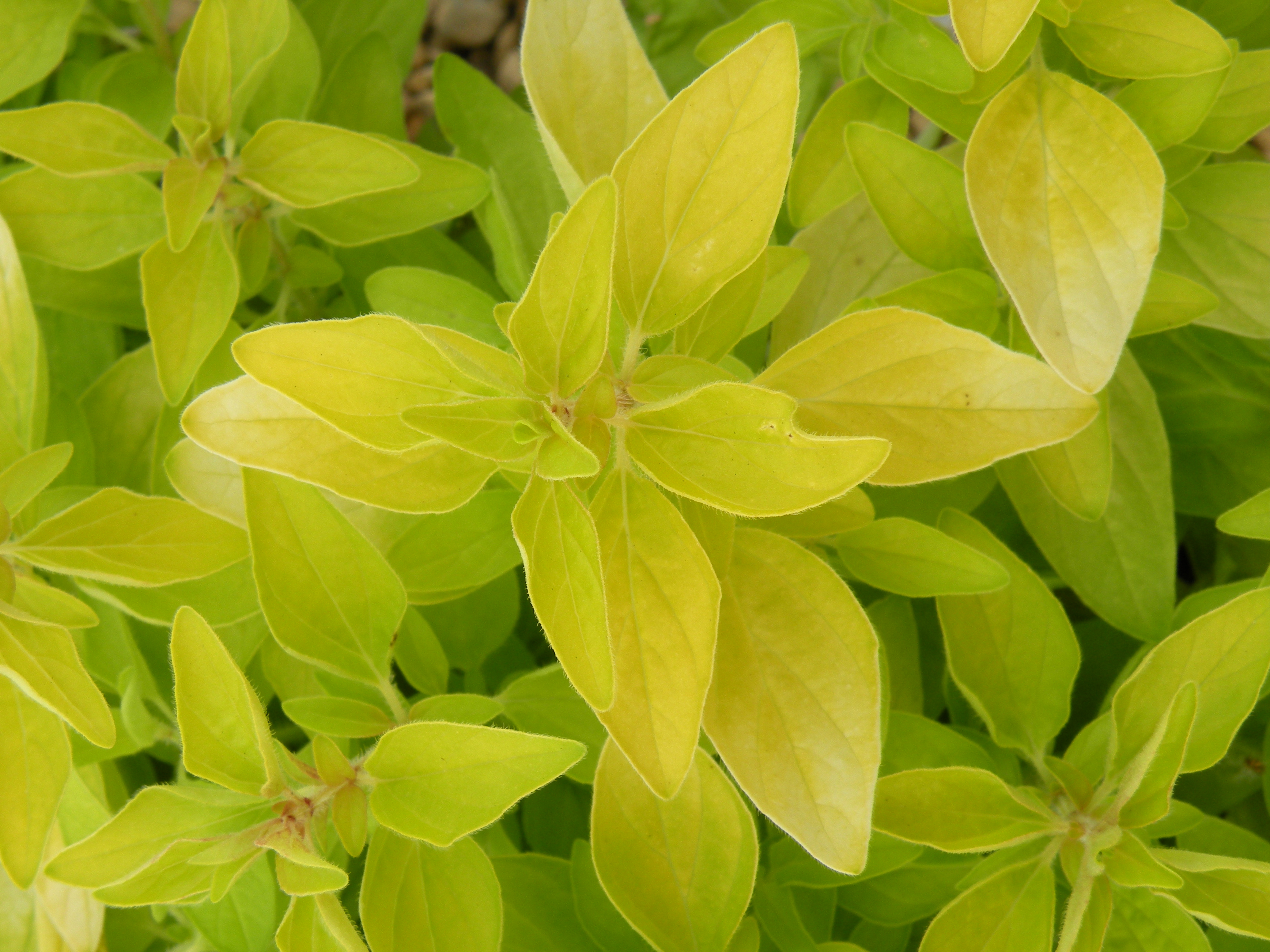 Origanum Gold